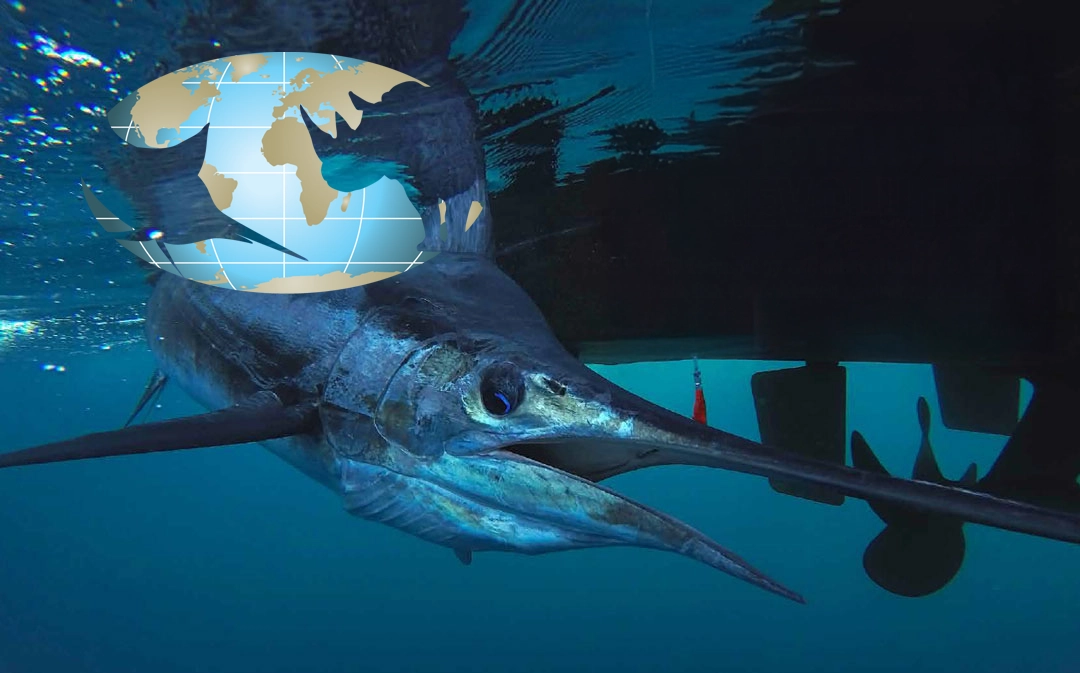 A blue marlin swimming in the open ocean.