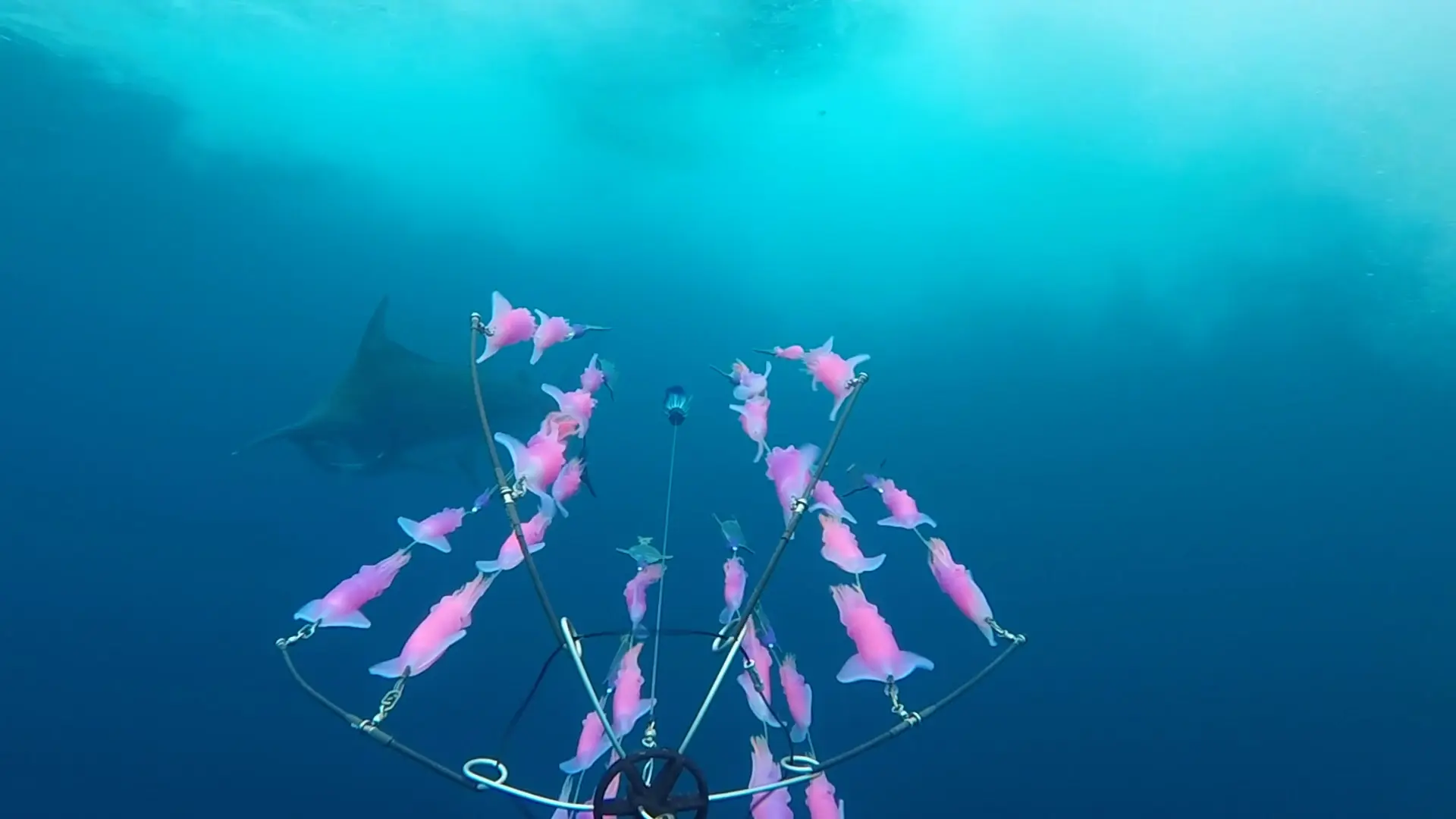 Los Cabos Offshore